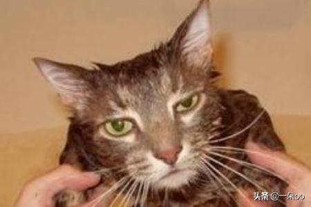 新手养猫注意事项两个月:新手养猫有哪些注意事项？