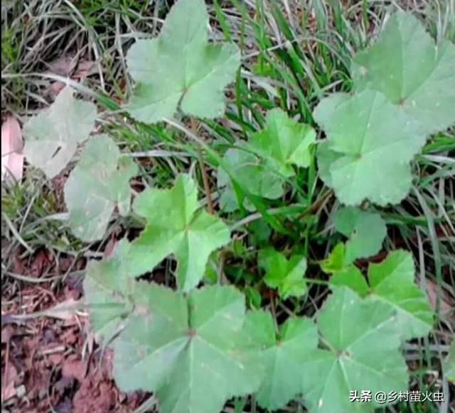 透红小丑红肚葵:锦葵、蜀葵、秋葵三种植物怎么区分？