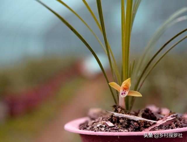 兰花鼠尾草习性:新手入门选兰花，是养普草还是养传统草更好？