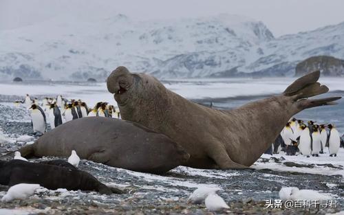 竖琴海豹:海豹、海象、海狮、海狗、海兔这几种动物都有什么不同？