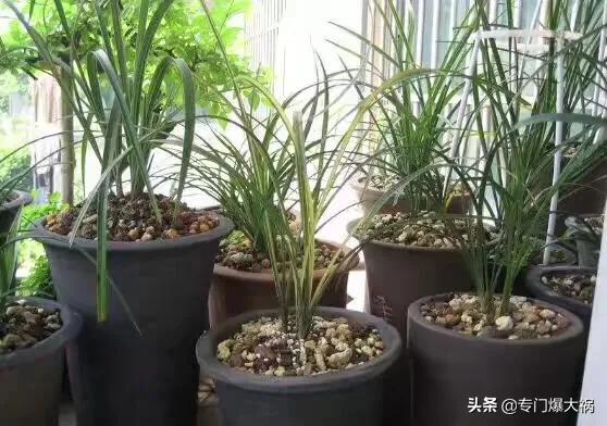 兰花的种植方法方法视频:夜兰花种植方法视频 有人送了一盆兰花，不知道怎么养，想养开花？