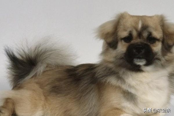 螨虫怎么治疗(螨虫要怎么杀死)