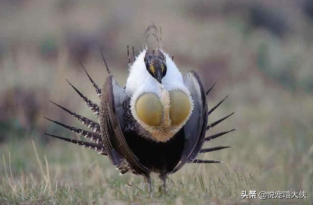自然界中什么动物最丑？