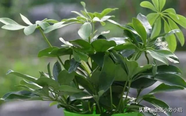 我家住在顶楼，最近想在楼顶搞一个空中花园，能否请大家提供好思路？插图67