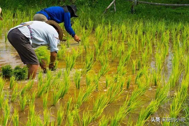 非洲适合水稻的种植和生长吗，中国小伙滕飞，在沙漠成功种出万亩水稻，能够带给世界多大影响
