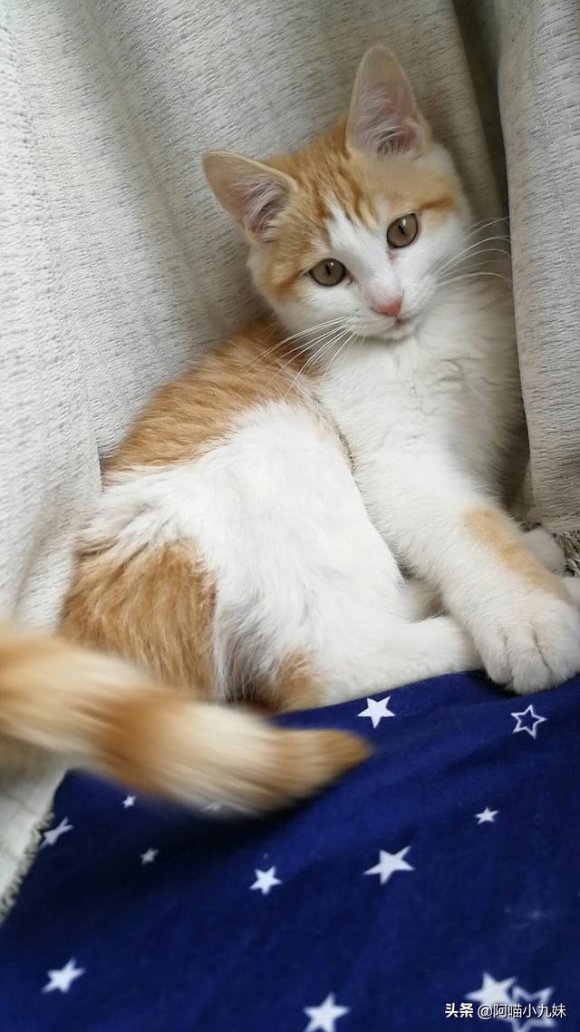 挪威森林猫出售:懂的人请帮我看看这是啥猫？