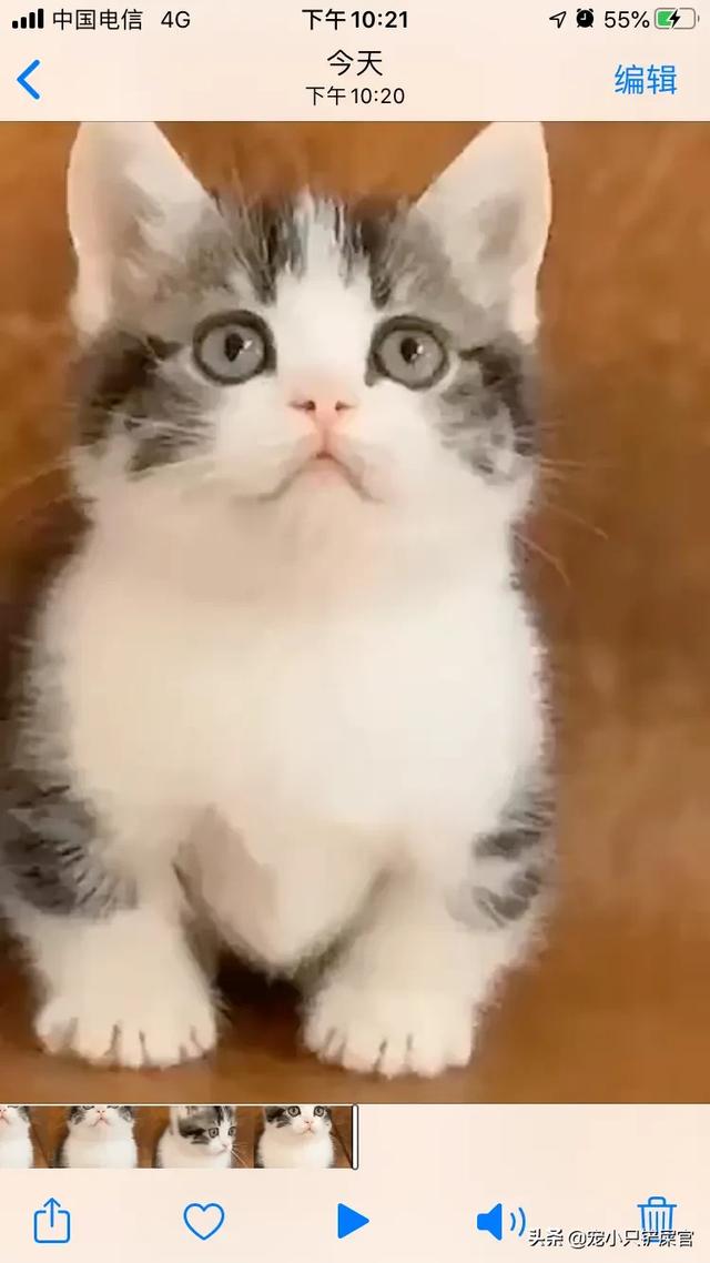 猫咪睡在猫砂盆:朋友送我了一只刚断奶的猫，晚上睡觉应该放在哪里？