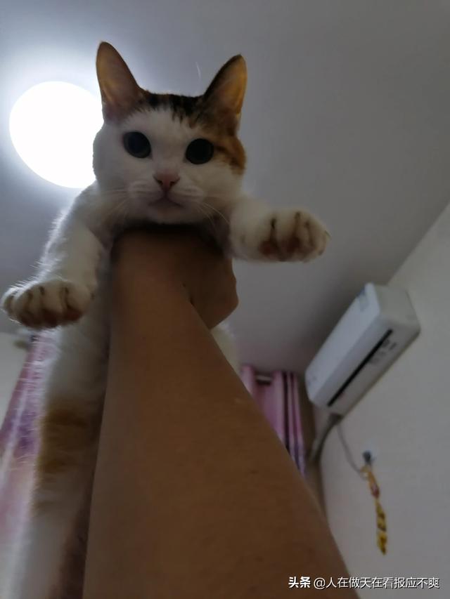 养猫论坛:宠物店开在二楼店铺可行吗，请教各位圈内的朋友？