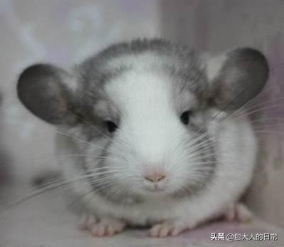 龙猫价格:龙猫价格，龙猫多少钱一只，龙猫好养吗？ 龙猫价格表2021
