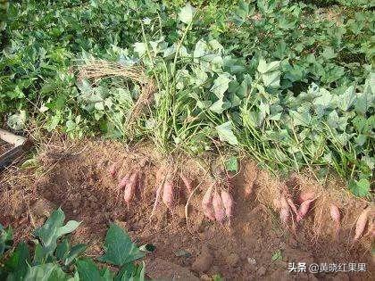 台湾番薯藤:红薯种植可以不翻藤吗，翻藤和不翻藤的区别是什么？