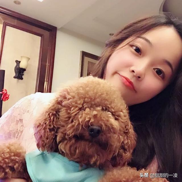 泰迪狗狗训练教程:泰迪犬好训练吗？该如何训练？