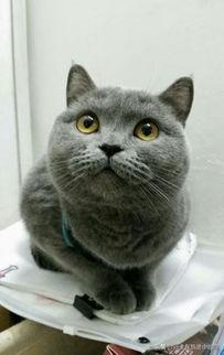 新手第一次养猫,英短,美短,暹罗,哪个好养点？