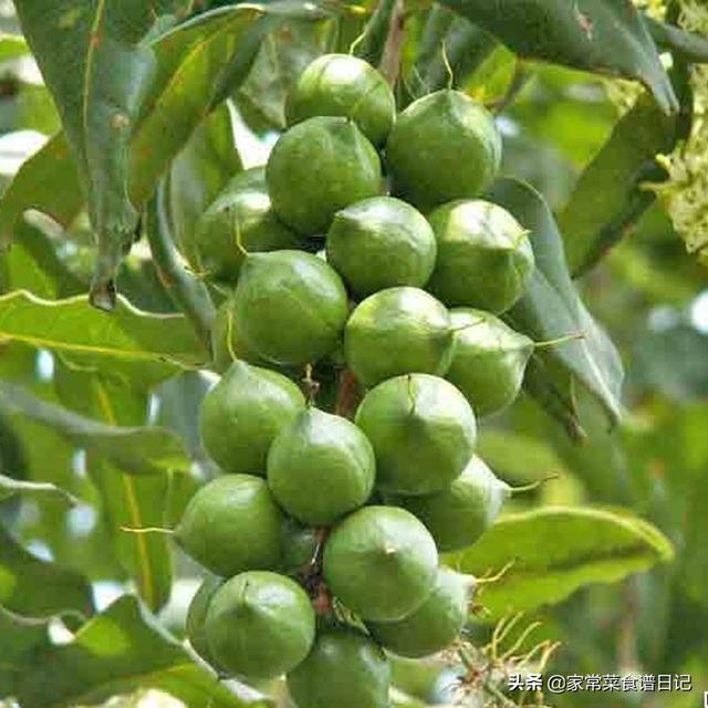 头条问答 - 澳洲坚果怎样保花保果?(小李快跑呀的回答,0赞)