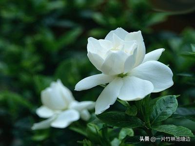 薄荷花,哪种散发香味的花适合在家养？