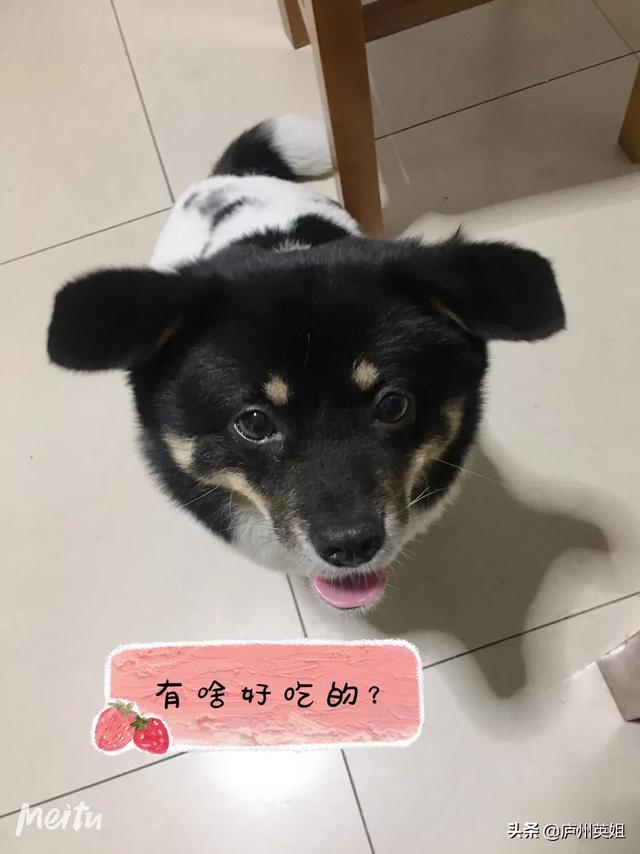 关于狗狗的感人故事:你知道哪些流浪狗狗最感人的故事？ 关于狗狗的感人故事200