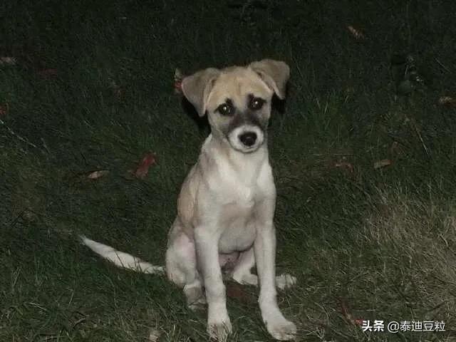 领养狗狗:网上免费领养狗狗靠谱吗？哪里可以免费领养狗狗？