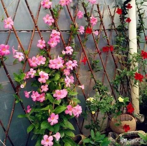 怎么做院子围墙又便宜又好看？插图87