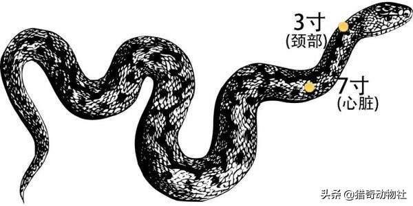 蟒蛇事件:蟒蛇的哪个部位最脆弱，遇到蟒蛇袭击，该打它哪里？