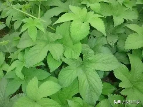 麦田多花黑麦草怎么防除:冬小麦十一月份打除草剂合适吗？