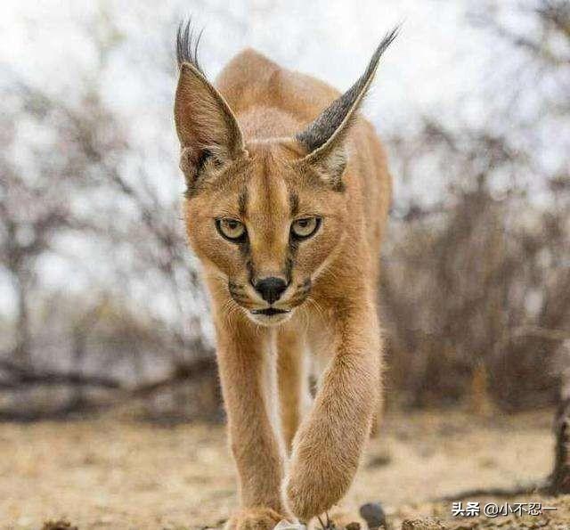 头条问答 - 猞猁和狞猫哪个厉害?(63个回答)