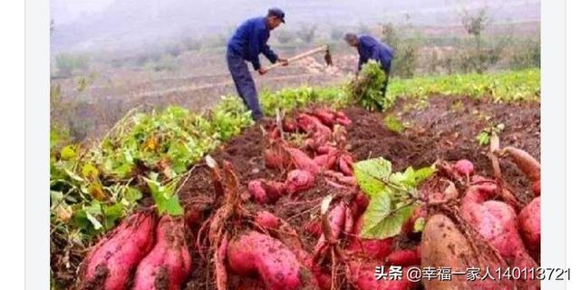 傲蕾模特:如何防止霜降对农作物的危害