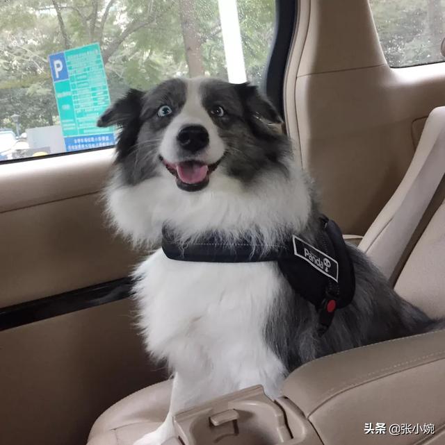 对于初学者来说边境牧羊犬好养么:边境牧羊犬有哪些我们不知道的优点？ 边境牧羊犬的饲养方法你了解多少