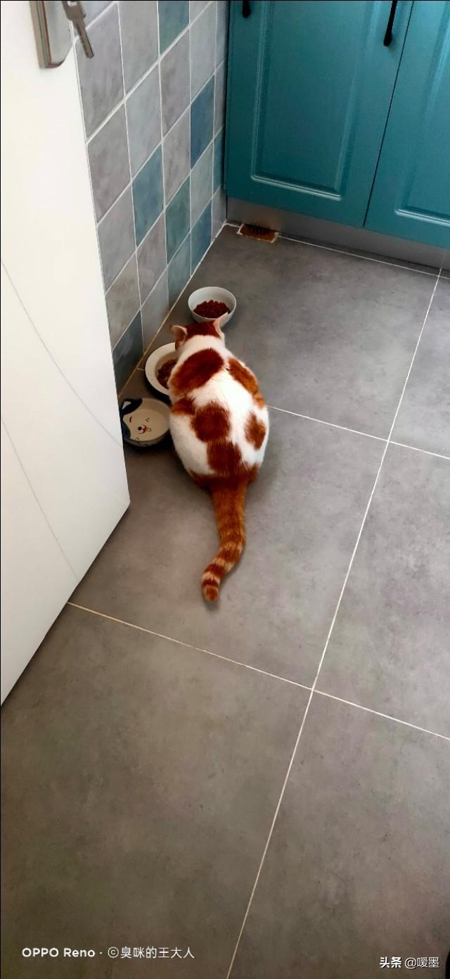 淘宝老张自制猫粮:老张自制猫粮测评 淘宝上那些很便宜的猫粮靠不靠谱？