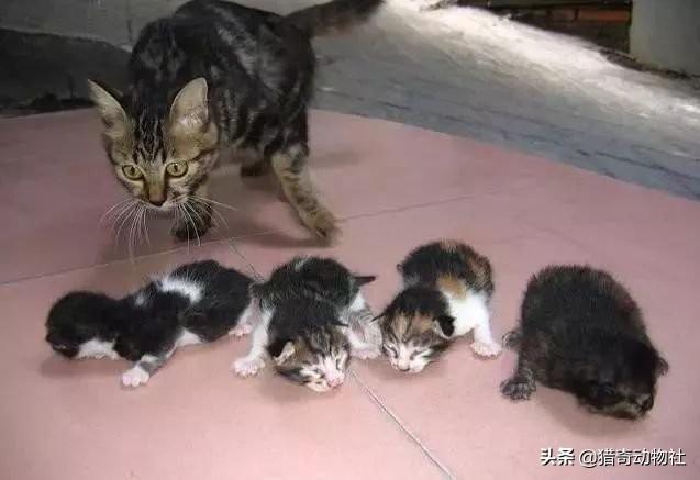 子猫絮语在线阅读:我家的橘猫，怎么只有饿的时候才会找我，平时毫无存在感？