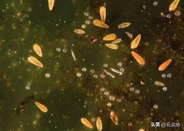 锈壁虱用何种药:桔子树叶卷，发黄用什么药治？