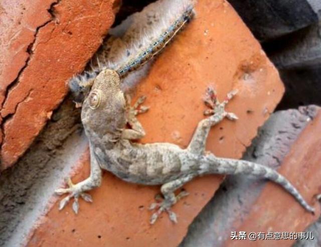 家养壁虎吃什么:壁虎养殖可行吗？一只每年自然条件下产多少枚蛋？销售怎么样？