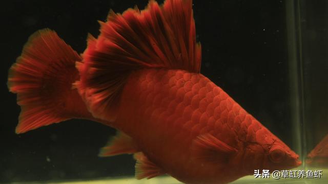 黑鳍蛇鲭红眼睛:鲫鱼有什么营养价值？什么样的人千万不能吃鲫鱼？