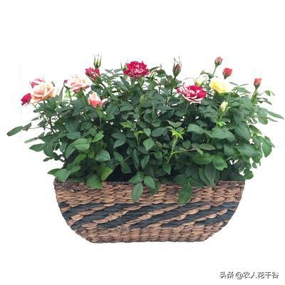 欧洲月季花品种介绍:月季花欧月品种介绍 为什么有的花友，夏季就把月季养成光杆了？