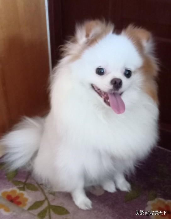 博美狗图片:如何挑选一只健康的博美犬？