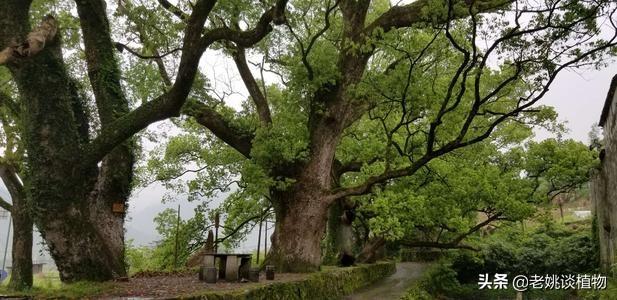 古槐树的灵异事件:为什么大多的数农村里都有几棵老槐树呢？