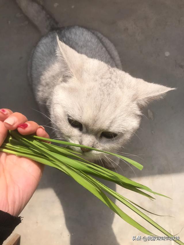头条问答 猫吃苹果嘛 为什么 我家咪咪叫妹妹的回答 0赞