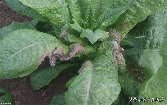 软腐病:软腐病用什么药最好 大葱软腐病有什么危害，怎样去防治？