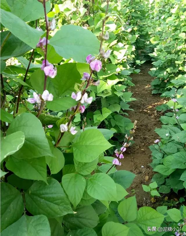 扁豆如何种植才能高产?