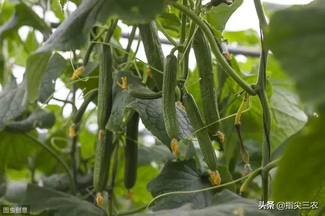 绝育黄瓜安全事情:黄瓜不能和什么种在一起？