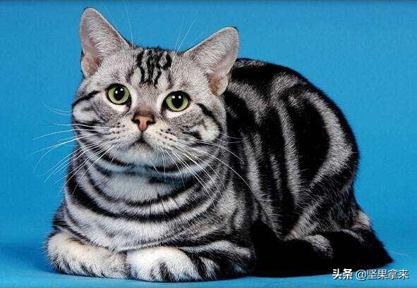 美短猫:第一次养猫，养美短还是橘猫？