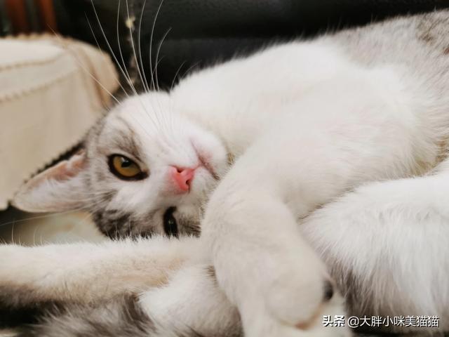 子猫絮语漫画:想养猫，孩子较小，要养什么品种的猫，有什么注意事项？