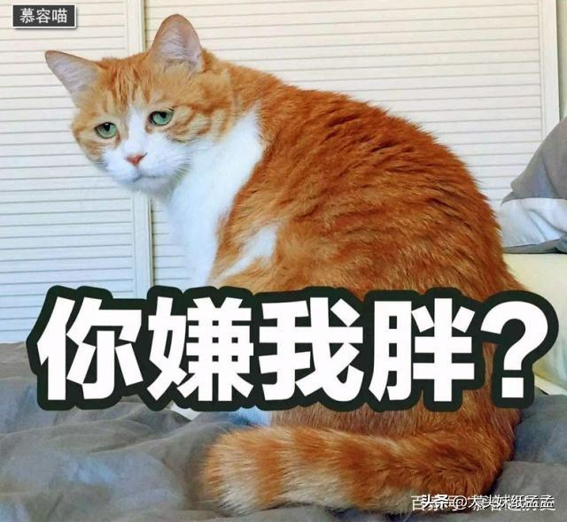 宠儿香猫咪营养膏:哪个牌子的幼猫营养膏好？