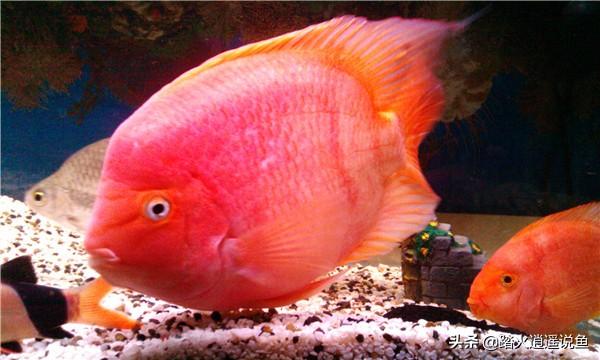 家养血鹦鹉鱼价格:血鹦鹉和镏金金鱼哪个好养？