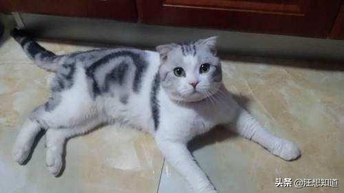 猫咪放屁拉稀带血:我家的猫腹泻半个月了，是怎么了？