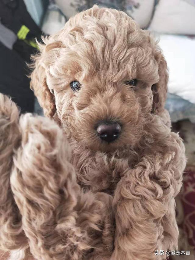 捡到流浪贵宾犬好养吗:没有养狗经验，养什么狗狗比较简单好养呢？