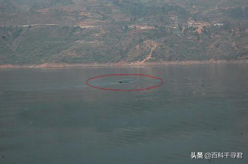 贵州六盘水水怪揭秘，牂牁江水怪是什么大型水生物