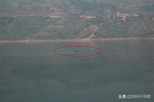 喀纳斯湖水怪抓住了:牂牁江水怪是什么大型水生物？