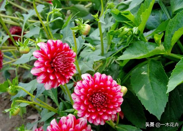 大理花现在还能种植吗 头条问答