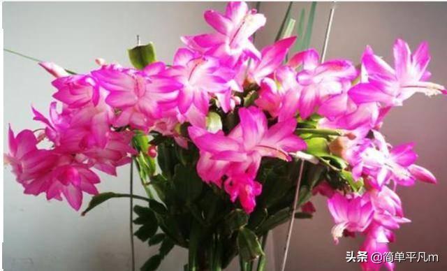 嫁接的假昙花好还是原生:叶仙嫁接蟹爪兰有休眠期吗？