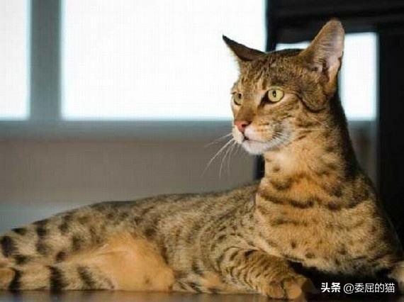 亚洲豹猫和孟加拉豹猫区别:如果家里养的猫咪能长到老虎一样大会怎么样？