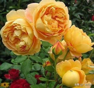 vents月季花品种介绍及图片:什么月季花期长，花型不散？